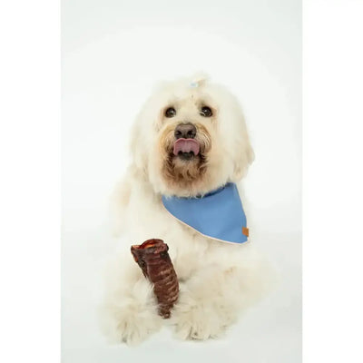 Winnie Lou All - Natural Bison Trachea Chews for Dogs - Talis Us