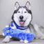 Zippy Paws Hanukkah Jigglerz Blue Bear Dog Toys Zippy Paws