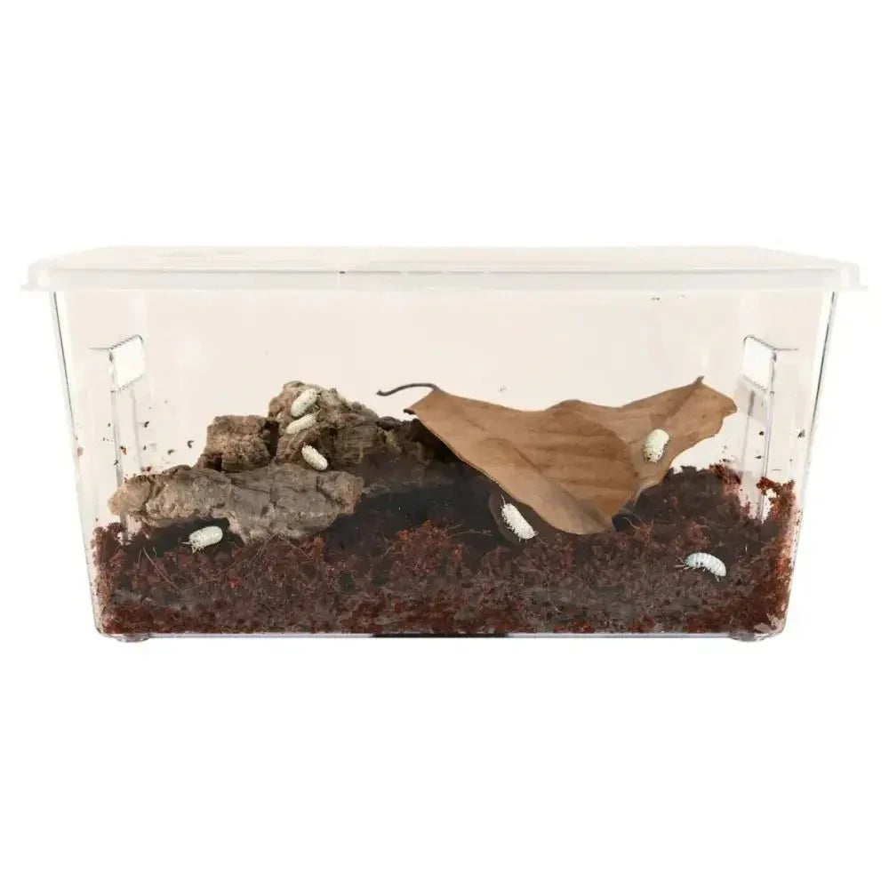Zoo Med Creatures Roly Poly Isopod Habitat Kit - Talis Us