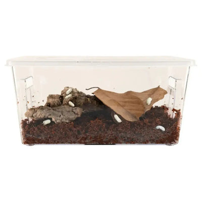 Zoo Med Creatures Roly Poly Isopod Habitat Kit - Talis Us