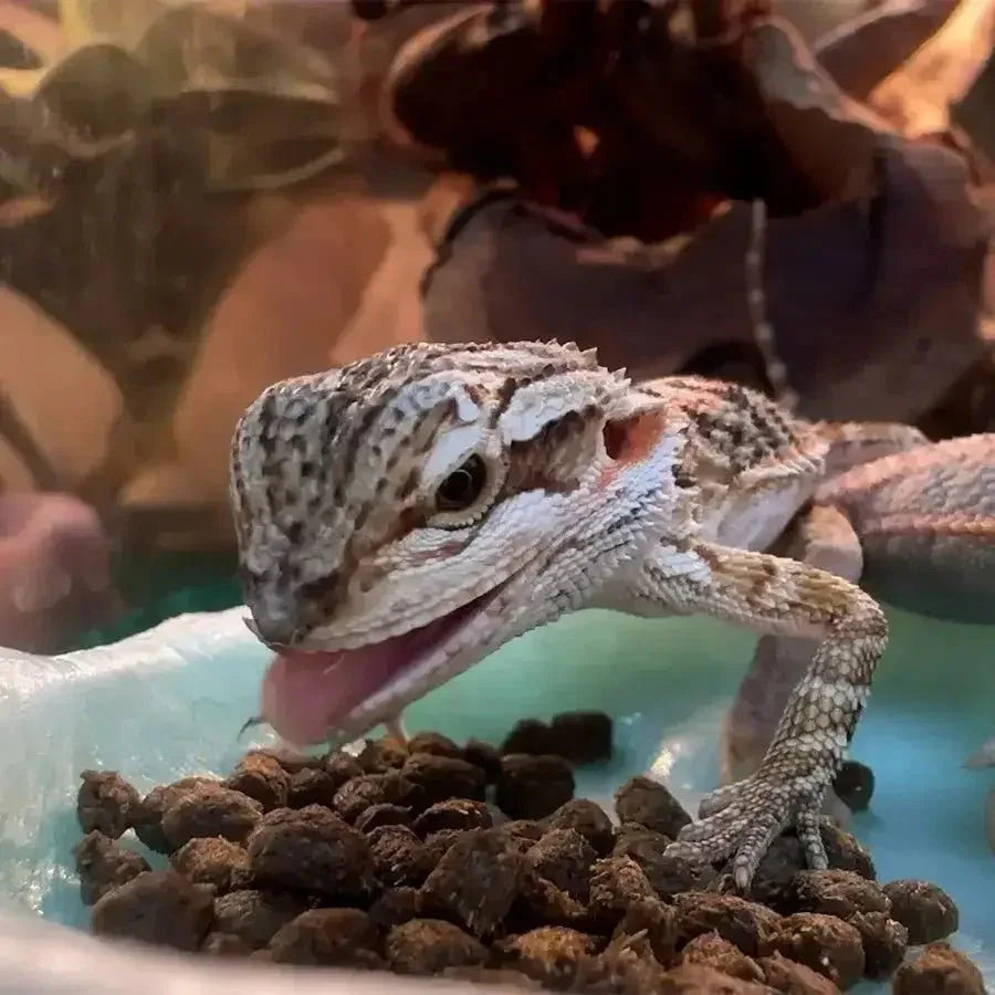 Zoo Med Juvenile High Protein Bearded Dragon Food - Talis Us