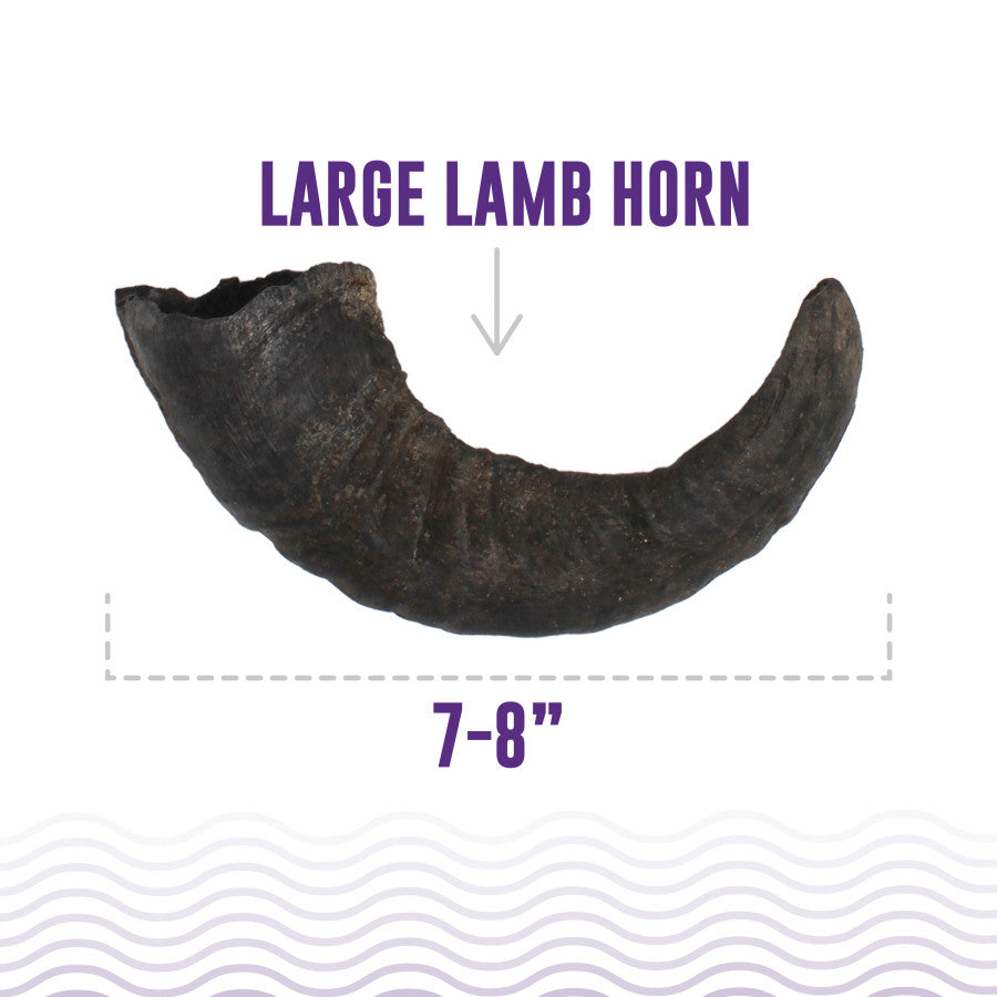 Large dark brown Icelandic lamb horn dog chew, measuring 7 to 8 inches long.